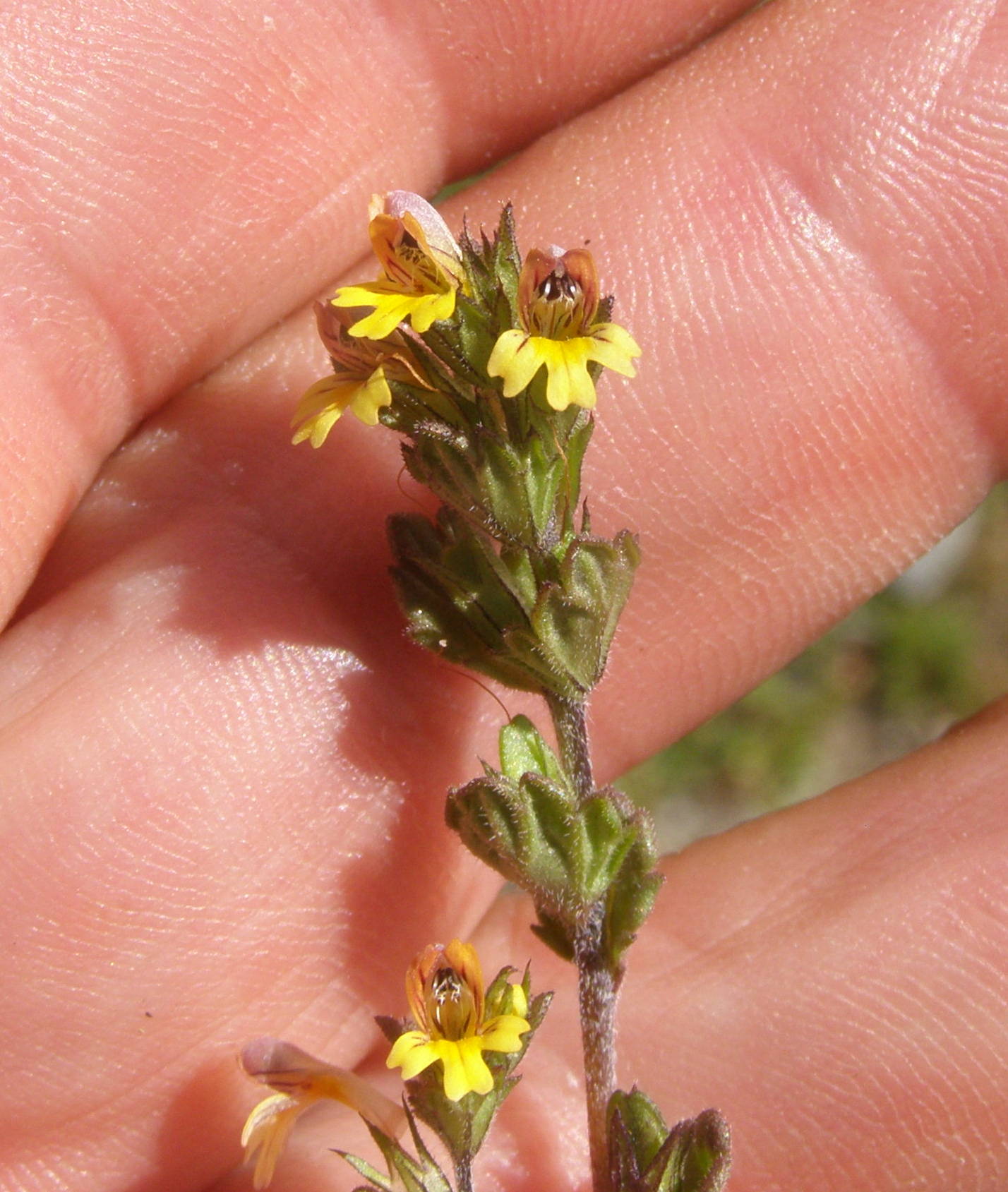 Piccolissimo fiore - Euphrasia sp.